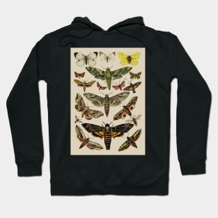 Vintage Scientific Moth Reference Charts Hoodie